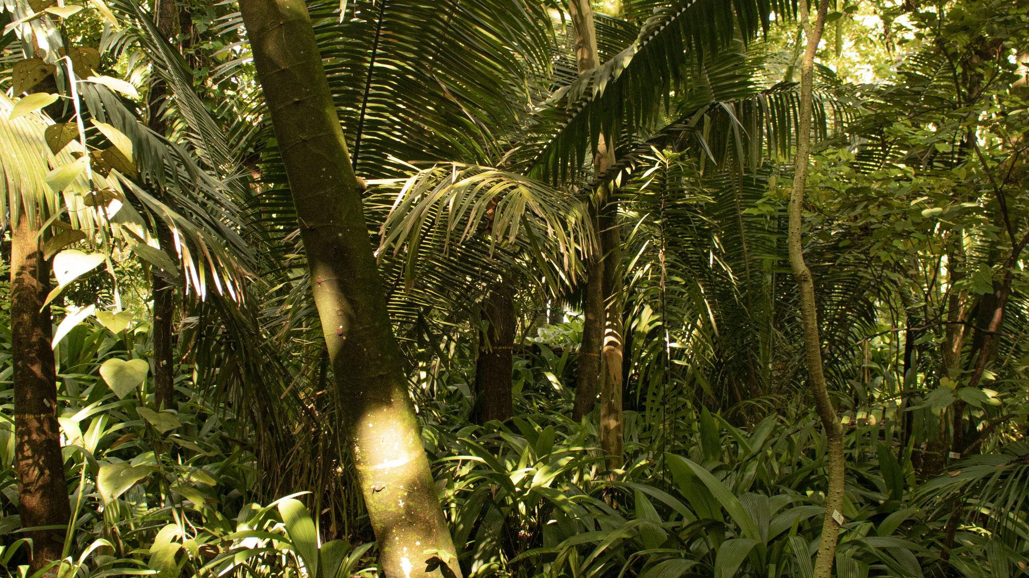 Sunlight streaming through a lush green tropical rainforest
